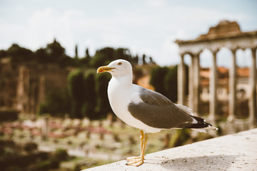 Mediterranean gull seating on stones of Roman forum in Rome, Italy