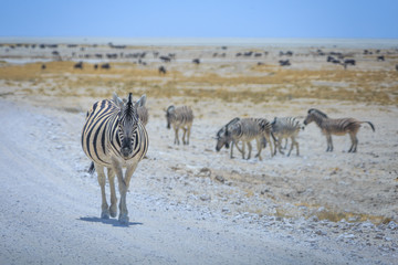 Fototapeta na wymiar Zèbre de Namibie dans la savane du parc Etosha