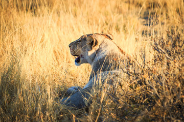 Lionne dans la savane du parc Etosha en Nambie