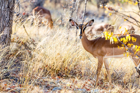 Antilope d'Afrique du parc Etosha