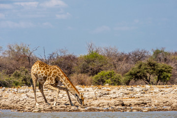 Girafe qui boit dans le lac