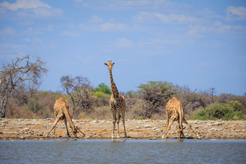 Troupeau de girafes qui boivent dans un lac