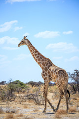 Girafe qui marche dans la nature Etosha safari national parc
