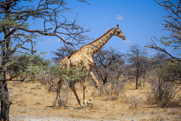 Girafe qui marche dans la nature