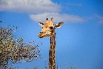 Tête de girafe dans la nature en Namibie Afrique