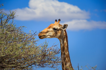 Girafe qui mange des feuilles sur un arbre