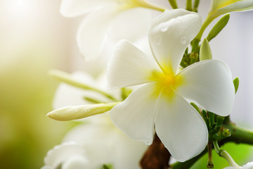 Obraz na płótnie Canvas Beam of sunlight through to the white plumeria flowers.