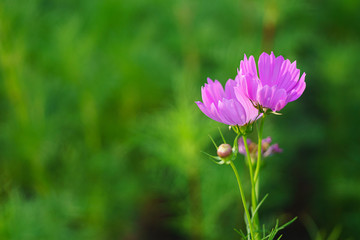 Obraz premium Colorful Purple flowers on the green blur background