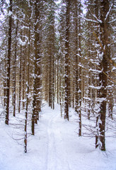 Fototapeta premium View of winter forest, Kirkkonummi, Finland