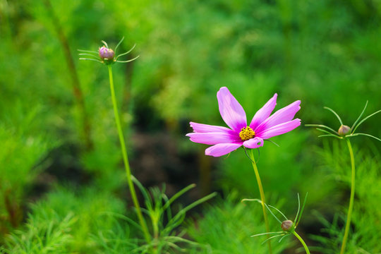 Colorful Purple cosmos flowers with green blur background