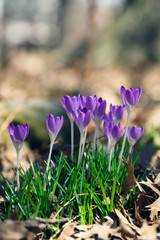 purple crocus flowers in the Spring