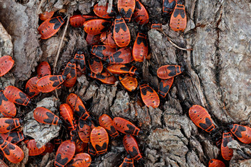 Gemeine Feuerwanzen