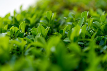 Top green tea leaves of soft tea leaves Nature travel ideas With copy space