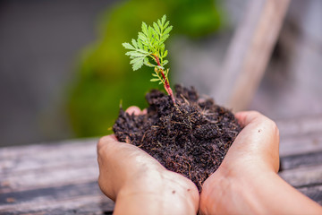 hand is holding  plant a tree from Thailand country