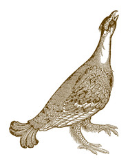 Calling black grouse (tetrao tetrix or lyrurus tetrix) raising its head in the air. Illustration after a historical woodcut from the 16th century