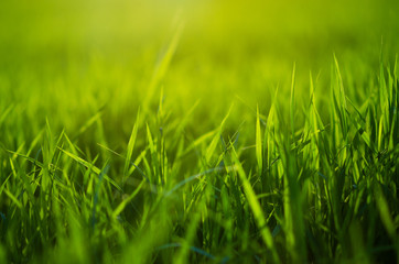 Closeup nature view of green leaf.