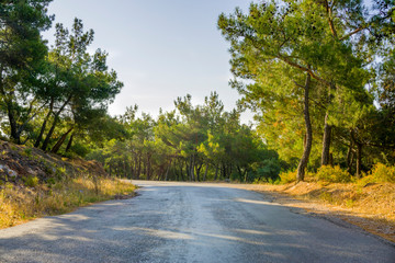 Fototapeta na wymiar Empty road surrounded by pine trees is divided into two different ways. Dirt or rough long road in countryside leading to distant towards bright sun in forest. Low view of empty road ground / surface.