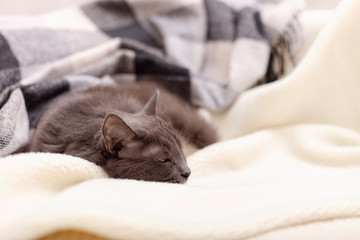 Beautiful gray fluffy cat sleeping on the couch.