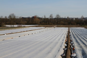 salatfeld
