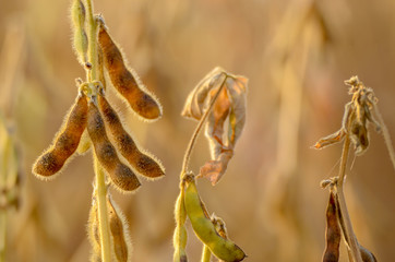 Soy pods on stem in the fields closeup view against sunlight