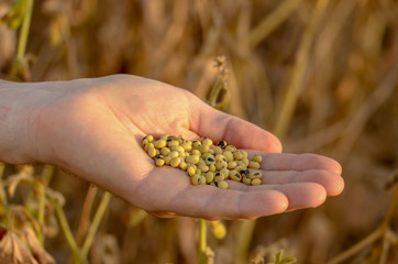 Harvest ready soy beans in human hand on dry pods background evening sunset time