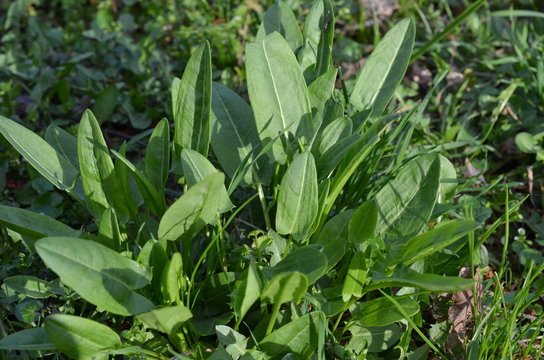 Szczaw zwyczajny, młode rośliny wczesną wiosną, Rumex acetosa