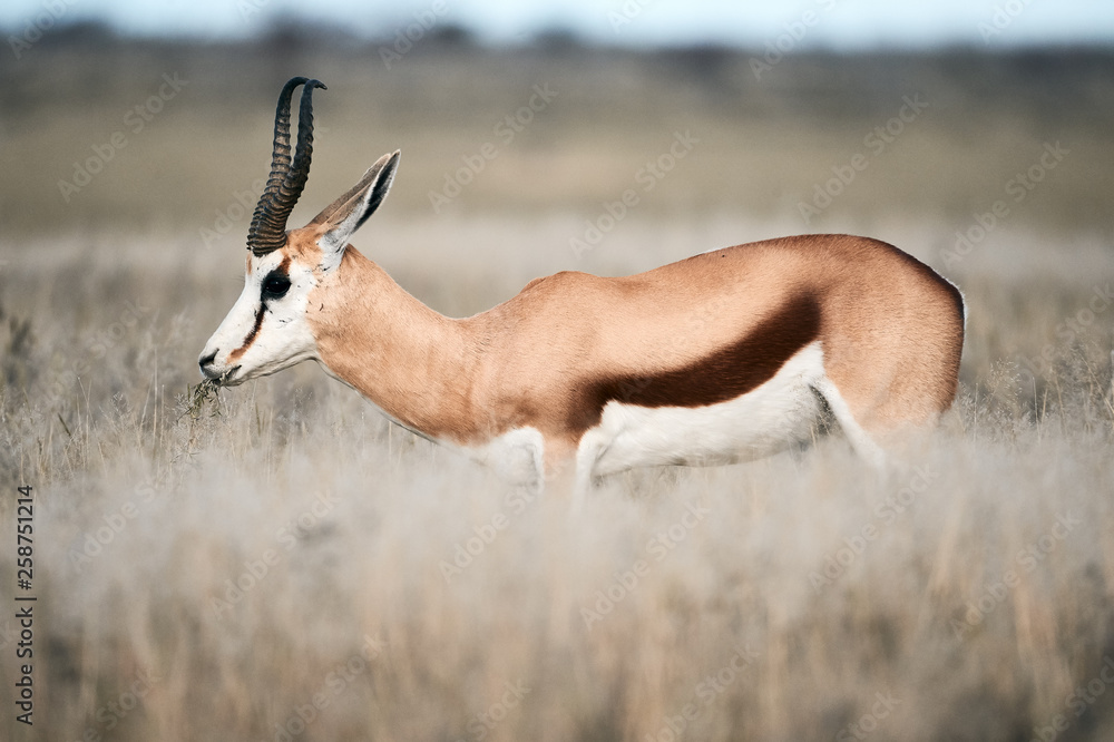 Poster Adult male springbok walking in the savannah.