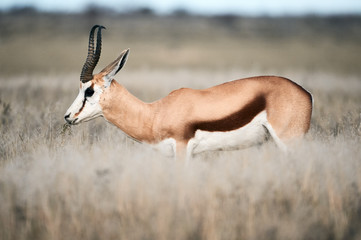 Adult male springbok walking in the savannah.