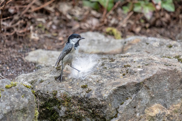Tannenmeise findet Baumaterial für das Nest