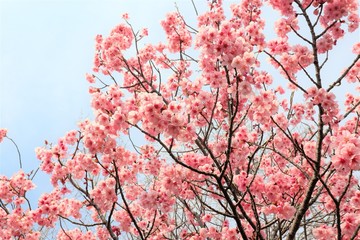 満開になった桜を撮影しました