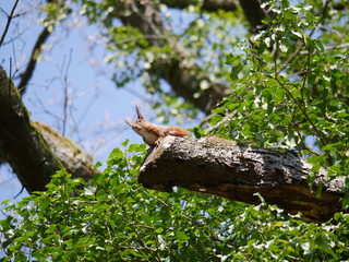 Eichhörnchen neugierig im Baum
