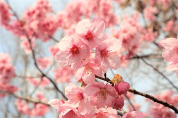 満開になった桜を撮影しました