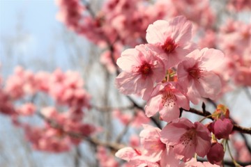 満開になった桜を撮影しました