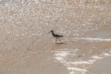 Sandpiper walking in shallow water of the ocean on a beach