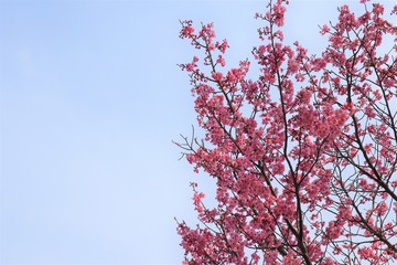 桜と空