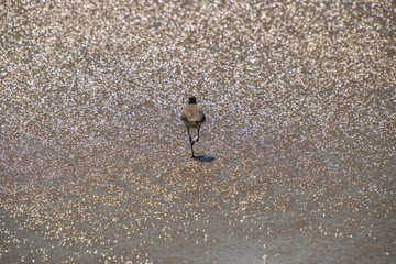Fototapeta na wymiar Sandpiper bird walking away in shallow water of the ocean on a beach