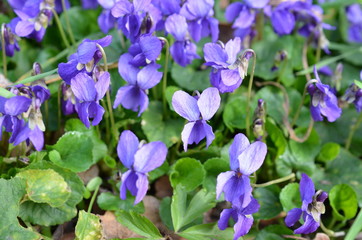 Fiołki wonne kwitnące wiosną, Viola odorata