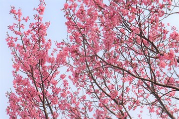 満開になった桜を撮影しました