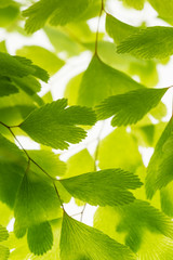 Fototapeta na wymiar Green leaves on branch isolated on white