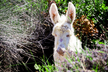 Rare wild white albino donkey portrait with green on background. Photo taken in national park on...