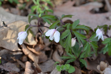 Zawilec gajowy, młoda roslina z pakiem kwiatowym,  Anemone nemorosa