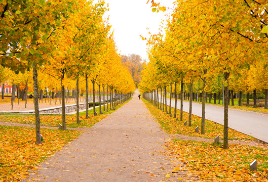 Autumn view of beautiful alley in Kadriorg park, Tallinn, Estonia