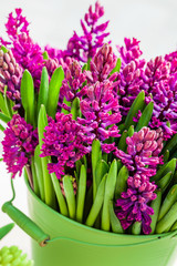 Obraz premium bright hyacinth flowers in the vase