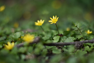 Scharbockskraut (Ficaria verna)