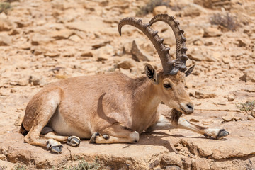 Nice view of Nubian ibex goat