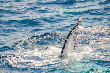 Fototapeta premium humpback whale fin over the water level