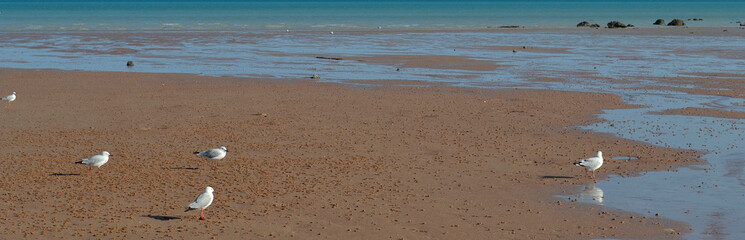seagulls in a beach in Broome Wester Australia