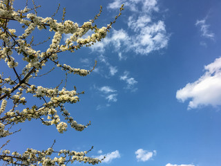 Kirschblüte