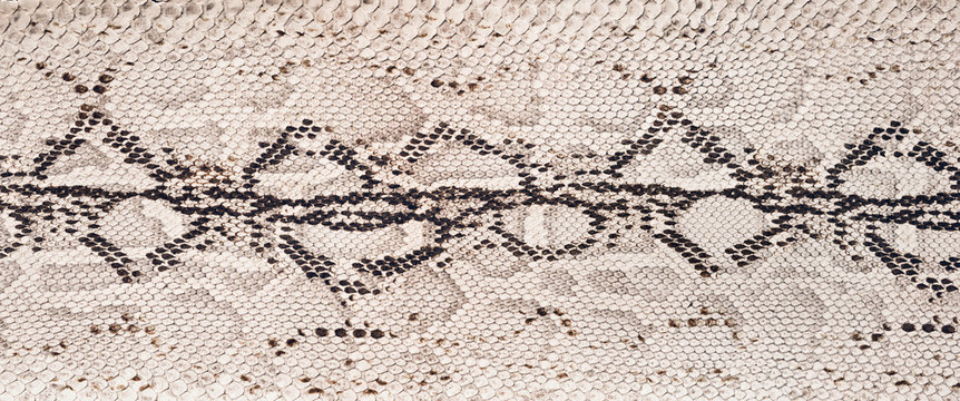 Black and white python skin texture