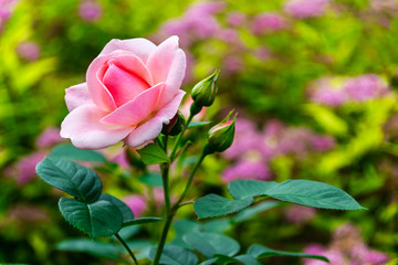 Fototapeta premium Beautiful pink rose bloom